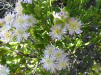 Stoeberia giftbergensis