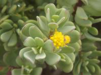 Othonna arbuscula