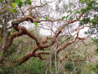 Commiphora harveyi in habitat, Oribi Gorge (Geoff Nichols).