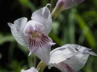 Gladiolus loteniensis (Ansell Matcher)