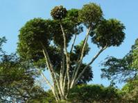 Cussonia sphaerocephala 