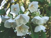 Dombeya tiliacea 