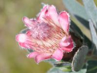 Protea subvestita 