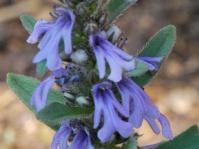 Ajuga ophrydis 
