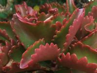 Kalanchoe sexangularis 