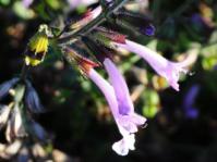 Salvia scabra 