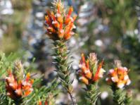 Mimetes capitulatus (Robbie Thomas)