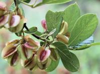 Combretum vendae var. glabratum  (Wynand Uys, iSpot)
