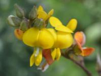 Argyrolobium tomentosum