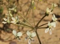 Pelargonium lobatum
