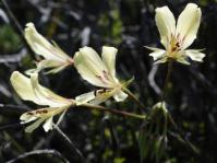 Pelargonium articulatum, cream or white flowers in early summer