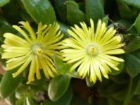 Delosperma abbottii 