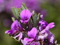 Indigofera flabellata (Adriaan Grobler)