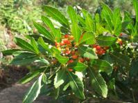 Allophylus natalensis in fruit