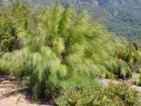 Cannomois grandis, female plant