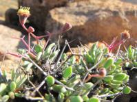 Othonna euphorbioides (Nick Helme)
