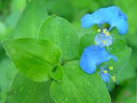 Commelina benghalesis (Geoff Nichols)