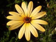 Dimorphotheca tragus
