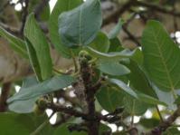 Ficus glumosa