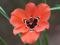 Moraea insolens 