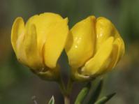 Polhillia ignota