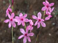 Watsonia strictiflora 