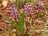 Ledebouria minima 