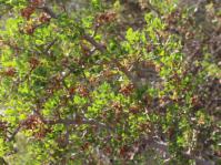 Searsia burchellii, in fruit