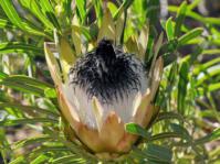 Protea longifolia 