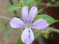 Barleria saxatilis, light mauve flowers with a yellow corolla tube