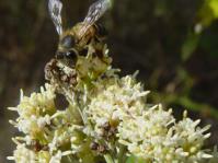 Brachylaena elliptica flowers are visited by bees (Geoff Nichols)
