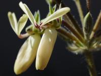 Pelargonium rapaceum, unusual pea-flower-like flowers