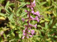 Syncolostemon canescens