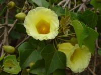 Thespesia acutiloba, lemon yellow hibiscus-like flowers in late summer. (Photo Geoff Nichols)