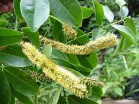 Entada rheedii has fragrant flowers in spikes up to 230mm long (Photo Geoff Nichols)