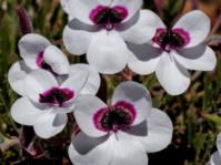Pelargonium tricolor 