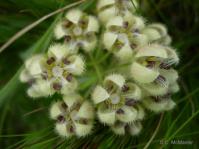 Fanninia caloglossa inflorescence showing the intriguing flowers (Photo Cameron McMaster)