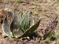 Ledebouria marginata. Verloren Valei.