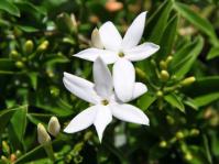 Jasminum angulare 