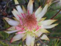 Protea odorata 