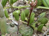 Euphorbia globosa