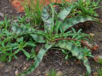 Ledebouria luteola 