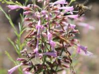 Syncolostemon macranthus 
