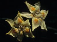 Dietes flavida (John Manning)