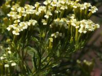 Tagetes minor, inflorescence