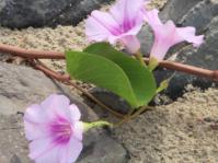 Ipomoea pes-caprae subsp. brasiliensis (Tony Rebelo, iSpot)