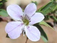 Barleria virgula 