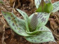 Ledebouria asperifolia, Buffelskloof Nature Reserve, Mpumalanga.