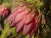 Protea nana (Marian Oliver)