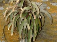 Pyrrosia schimperiana growing on a cliff at Mariepskop, Blyde River Canyon.